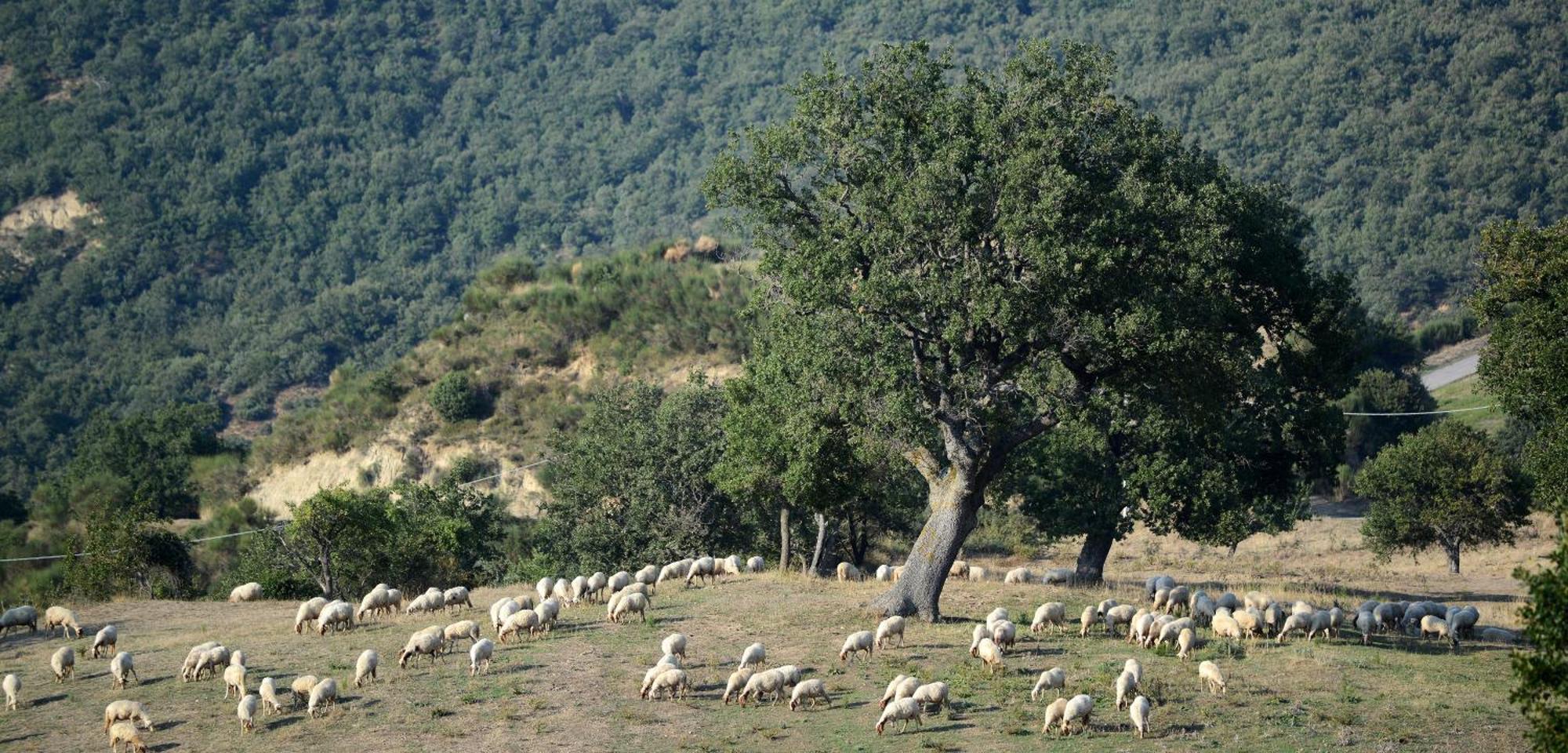 Agriturismo Masseria Castiglione Gallicchio Kültér fotó