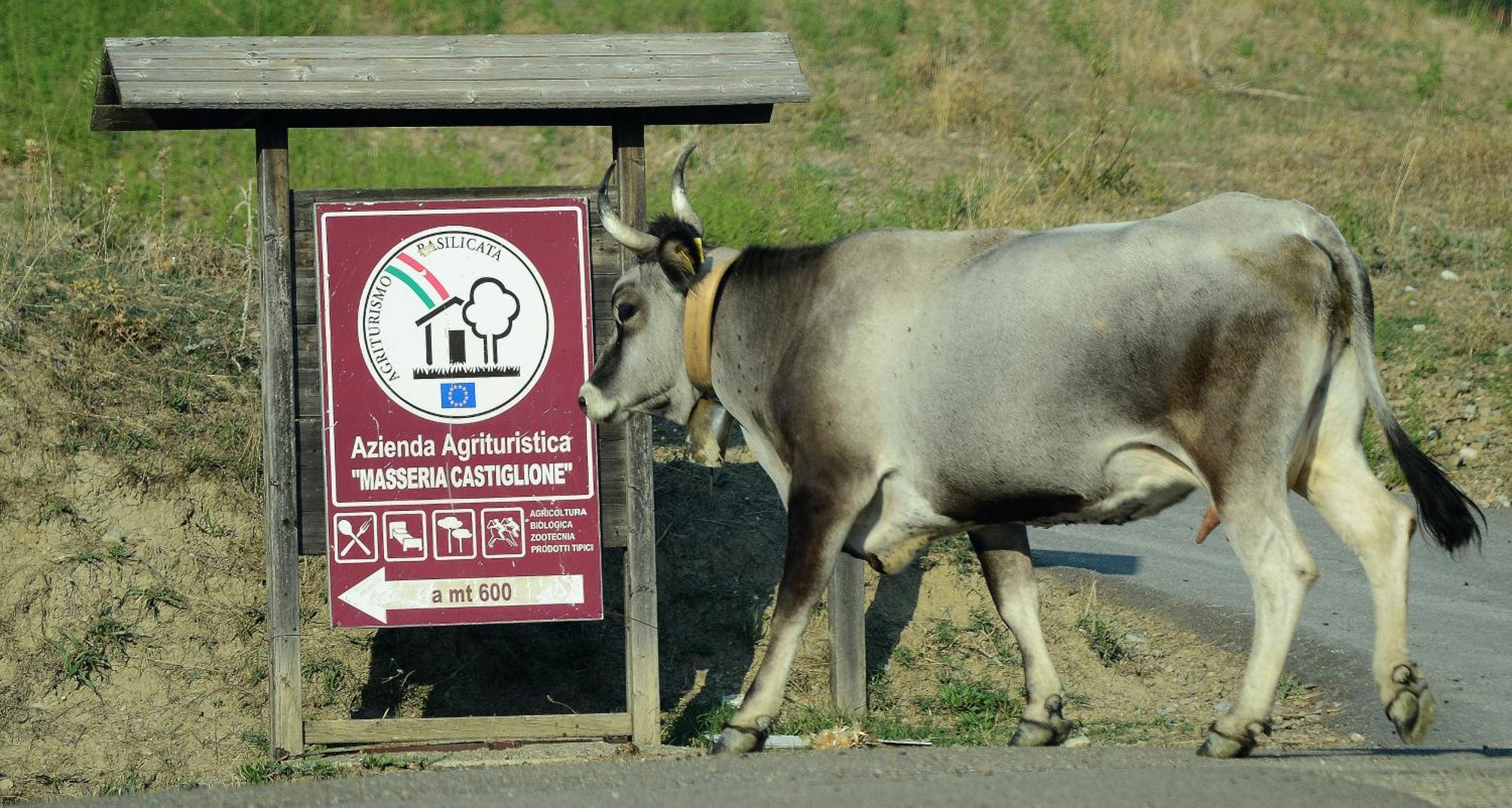 Agriturismo Masseria Castiglione Gallicchio Kültér fotó